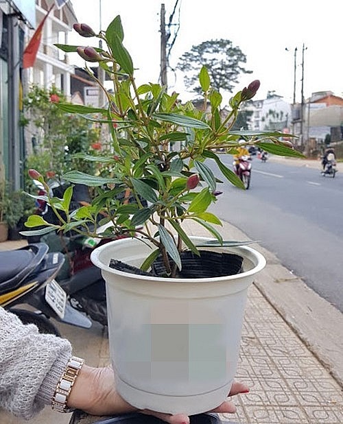 Cây hoa sim phát triển trên nhiều loại đất nhưng ưa thích đất cát chua và tương đối cằn cỗi. 