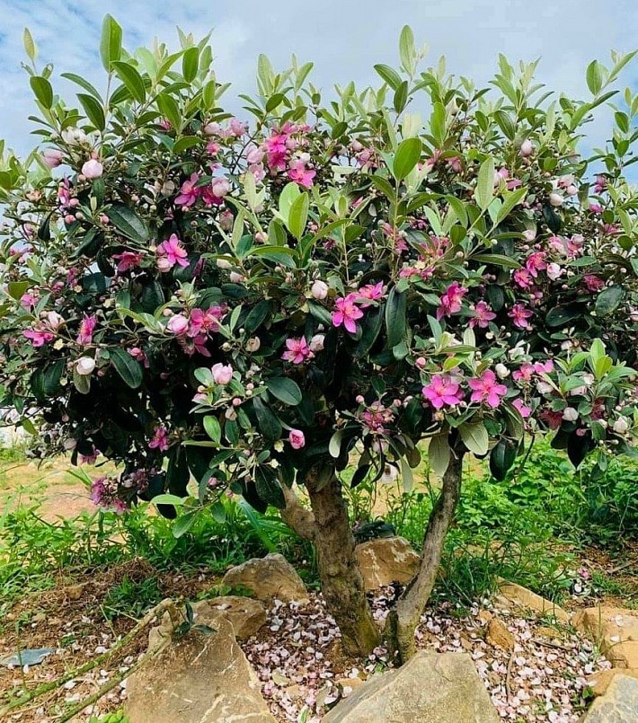 Cây sim rừng được các nhà vườn tìm, săn lùng đem về tạo dáng bonsai và mang giá trị kinh tế cao.