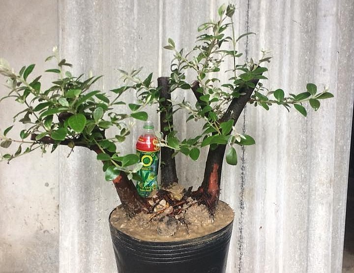 Lạ mắt gốc sim rừng gồm 3 thân cây thẳng