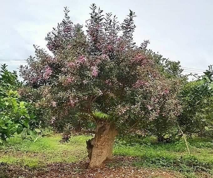 Nhiều người thích chơi sim rừng cổ thụ và thường có giá đắt đỏ.