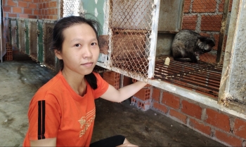 Nuôi loài thú hoang dã bằng thức ăn rẻ bèo, chỉ bán con giống đã lãi 200 triệu đồng