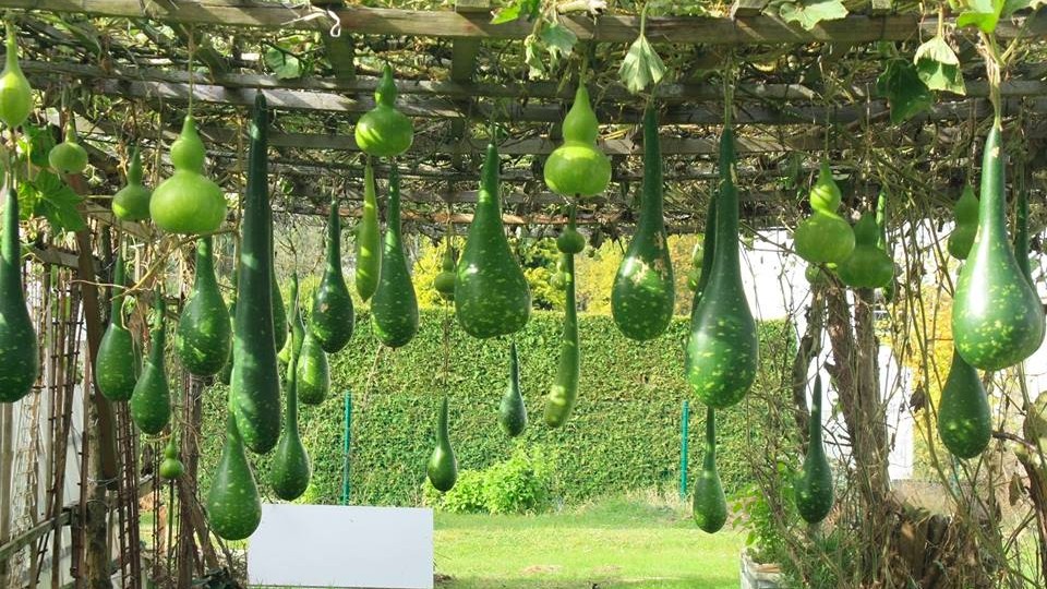 Xưa chỉ dùng quả đựng nước, nay cả cây đều có công dụng rất tốt cho sức khoẻ