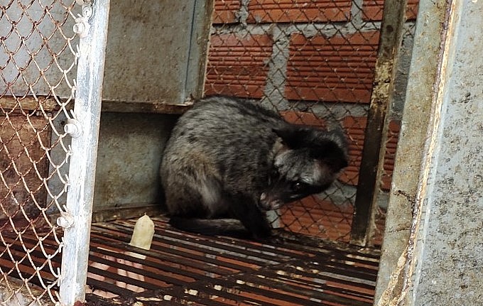 Bí quyết để chị Diễm thu lợi nhuận cao từ nuôi loài thú hoang dã chồn hương là tận dụng nguồn thức ăn dễ kiếm, giá rẻ.