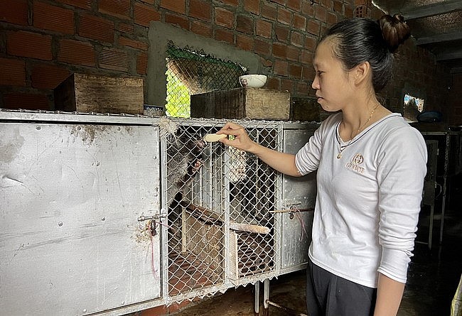 Chị Diễm chăm sóc chồn hương giống. Ảnh: D.Đ