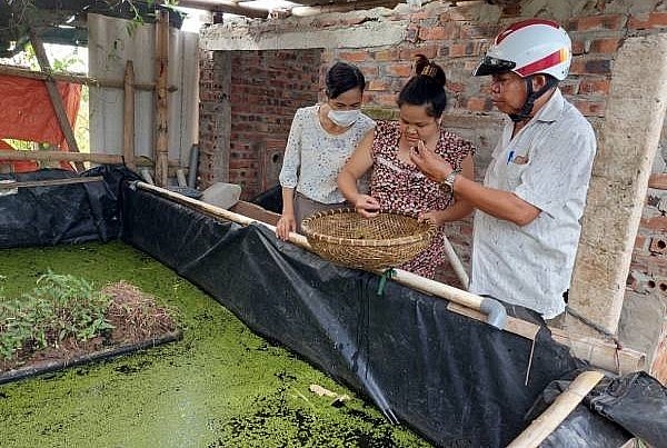 Ốc nhồi giống và ốc thương phẩm được khách hàng trong và ngoài tỉnh đến mua.