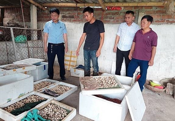 Trứng ốc được thu gom để vào bể ương có mái che làm tăng tỷ lệ trứng nở và ốc con sống.