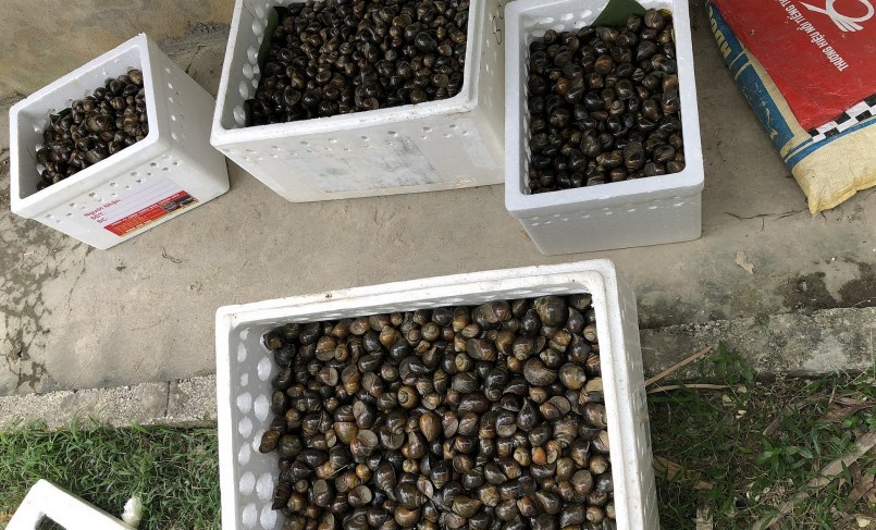 sau khi ốc đẻ trứng, anh Sơn gom lại, cho vào khay nhựa, đặt trên giá có nước bên dưới, để vào bể ương có mái che.