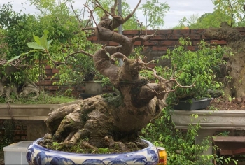 Sưu tầm gốc cây như củi khô tạo dáng bonsai lộc vừng, mỗi tháng kiếm nhẹ vài trăm triệu