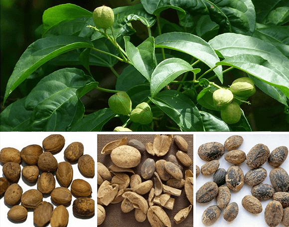 Ba đậu là cây thuốc được dùng trong nhiều bài thuốc đông y nhưng lại có chứa độc tố rất mạnh