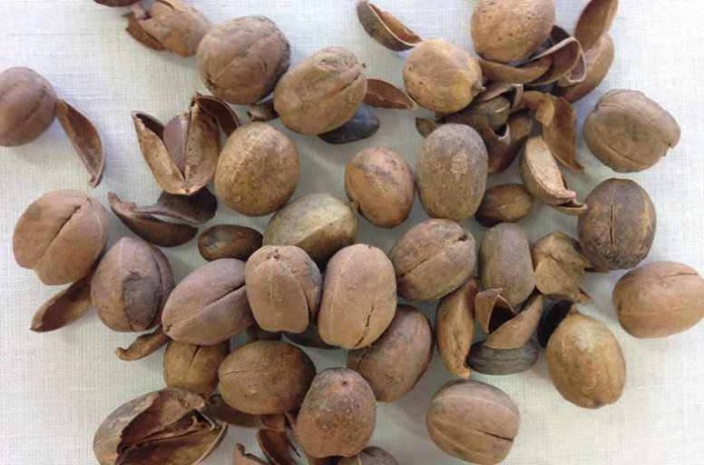 Hạt của cây là bộ phận được dùng phổ biến nhất để làm vị thuốc