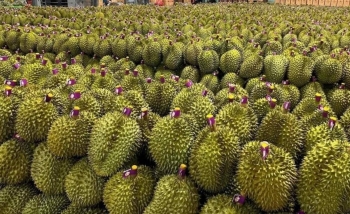 Chưa kịp vui vì lập đỉnh xuất khẩu, sầu riêng Việt Nam đã nhận "cảnh báo khẩn"