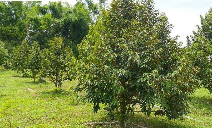 Những diện tích trồng sầu riêng xen canh sẽ không đạt tiêu chuẩn xuất khẩu sang Trung Quốc theo nghị định thư đã ký kết.