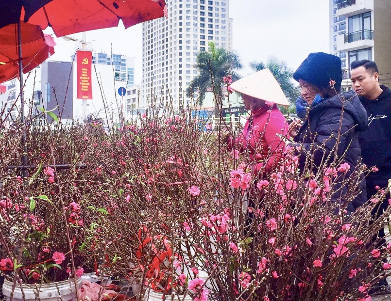 Với đào cành, nên chọn cành tươi