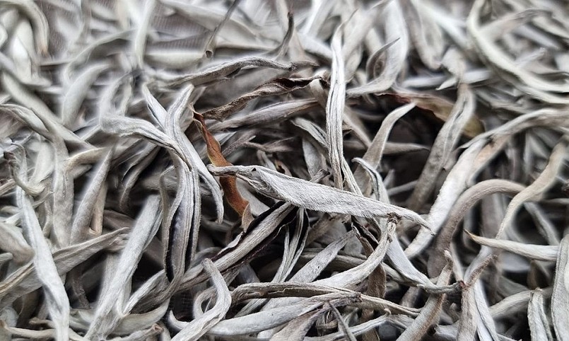 Những cánh trà nhìn như mốc trắng nhưng đó là loại sản vật quý hiếm.