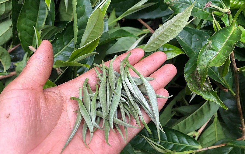 Tạo nên dòng bạch trà thượng hạng là những búp chè hái trên đỉnh Tây Côn Lĩnh.