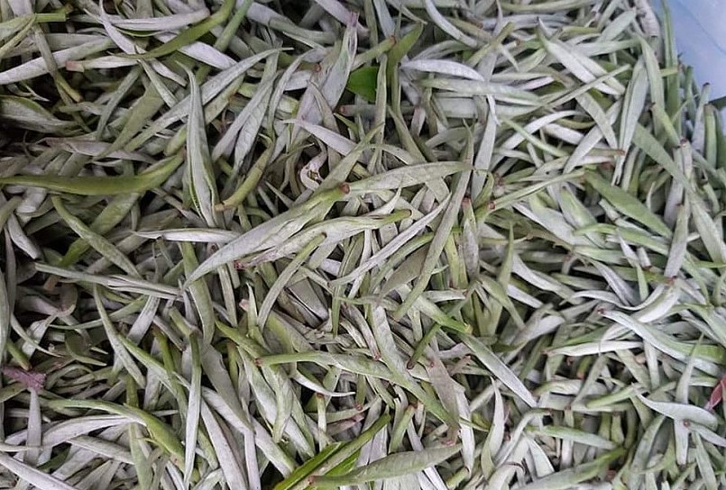 Bạch trà được thu hái và chế biến rất kỳ công.
