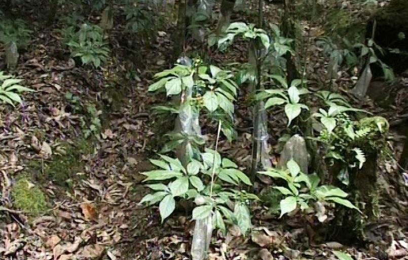 Sâm Ngọc Linh trở thành cây thoát nghèo, thậm chí làm giàu của người dân huyện Tu Mơ Rông, tỉnh Kon Tum. Sâm Ngọc Linh trở thành cây thoát nghèo, thậm chí làm giàu của người dân huyện Tu Mơ Rông, tỉnh Kon Tum.