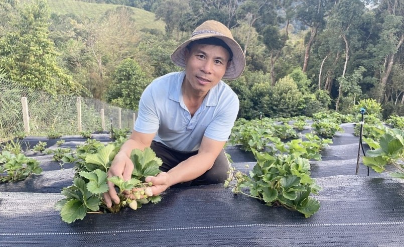 Ngoài làm giàu từ Sâm Ngọc Linh, anh Tuấn còn trồng thêm Dâu Tây để xây dựng mô hình du lịch sinh thái cộng đồng gắn với Sâm Ngọc Linh và Dâu Tây. Ngoài làm giàu từ Sâm Ngọc Linh, anh Tuấn còn trồng thêm Dâu Tây để xây dựng mô hình du lịch sinh thái cộng đồng gắn với Sâm Ngọc Linh và Dâu Tây.