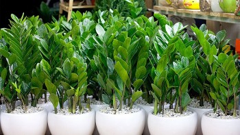 Cây kim tiền là cây mộc, rất hợp với mệnh này, sở hữu một cây gia chủ chỉ việc chuẩn bị sẵn “túi 3 gang” mà đựng tiền