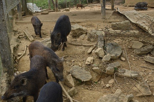 Khi heo đạt trọng lượng từ 28 – 35kg là có thể xuất bán