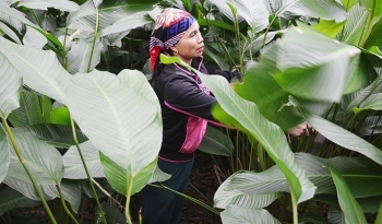 Kỳ lạ cứ gần Tết lại vào rừng hái lá lộc trời, người miền núi mỗi ngày thu tiền triệu
