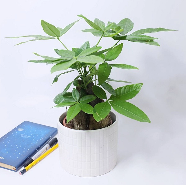 Cần lưu ý gì khi chọn cây cảnh để bàn làm việc?