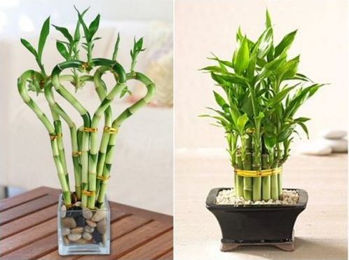 Cần lưu ý gì khi chọn cây cảnh để bàn làm việc?