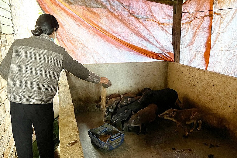 Các hộ nghèo và cận nghèo của xã Gung Ré, huyện Di Linh, tỉnh Lâm Đồng được hỗ trợ phát triển mô hình nuôi heo rừng lai