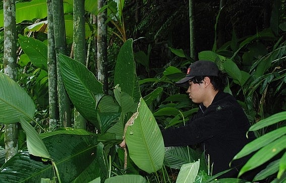 Thứ lá mọc hoang trong rừng được bà con ở vùng núi Yên Bái, Bắc Kạn ví như lộc trời.