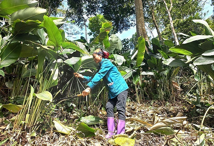 Người dân Xã Yên Mỹ (Chợ Đồn) trồng xen kẽ cây lá dong dưới tán rừng.