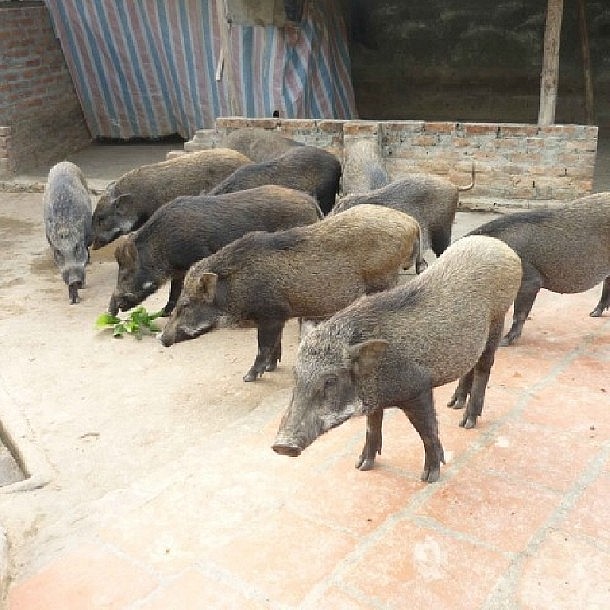 Heo rừng lai động vật hoang dã ăn tạp