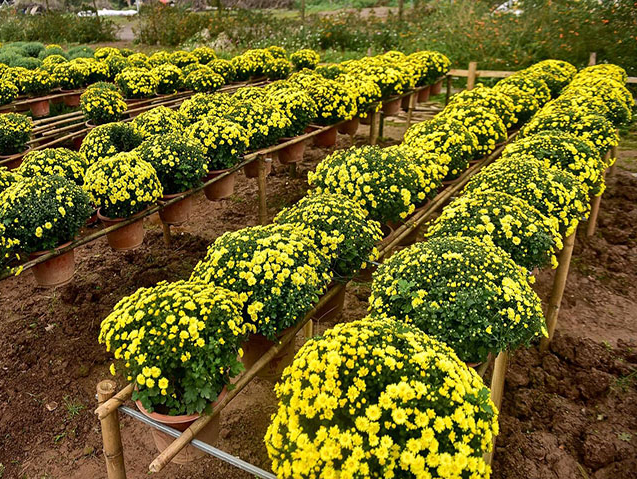 Thông thường một cây hoa cúc chỉ có từ một đến ba nhánh và cho đến 4-5 hoa. Vì thế, nếu trồng hay cắm hoa cúc thường cũng đều cần phải có nhiều bông. Nhưng với cúc mâm xôi lại hoàn toàn khác biệt, chỉ trên một thân cây có đến hàng trăm nhánh, bên dưới là những tán lá xanh mát mắt, còn bên trên và trăm, ngàn nụ hoa thi nhau đua nở. Toàn thân cây có hìm vòm và khi hoa nở rộ giống như một mâm xôi vàng óng, đầy đặn. Chính vì lẽ đó mà loài hoa này có tên gọi là hoa cúc mâm xôi.