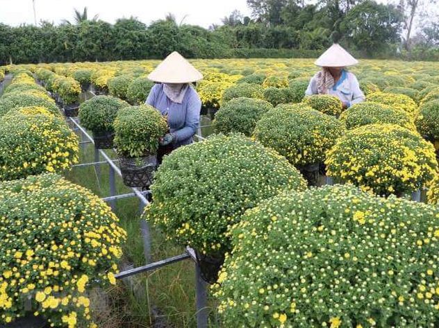 Hoa cúc mâm xôi thuộc một loài hoa thuộc họ Cúc (Asteraceae) là một trong những loài hoa được rất nhiều người yêu thích. Cúc mâm xôi được lai giống từ nhiều nhánh họ Cúc thuộc khu vực Đông Á và có thành phần chính chiếm nhiều và quan trọng nhất là giống hoa cúc vàng (Chrysanthemum indicum). Tuy nhiên, tỷ trọng của các loài hoa cúc khác trên các giống lai có thể thay đổi trong nhiều trường hợp và thường không rõ ràng.