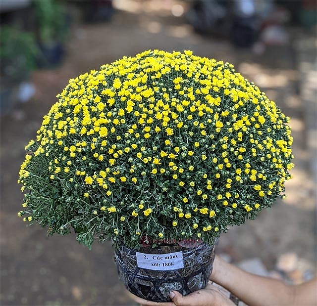 Đối với người Việt, cứ mỗi dịp tết đến xuân về, hoa cúc mâm xôi lại trở thành loại hoa tết không thể thiếu được các gia đình lựa chọn trưng trong vườn nhà mình. Hoa cúc đầy đặn, hứa hẹn mang đến một năm mới rực rỡ như màu hoa và tràn đầy may mắn, hạnh phúc giống như đóa hoa cúc. Chính vì những lý do trên, mà loài hoa này luôn được yêu thích và lựa chọn rất nhiều.