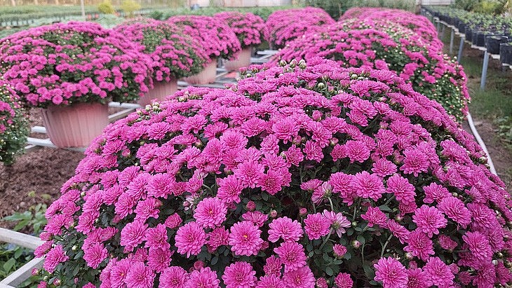 Gần đây, hình ảnh những chậu cúc mâm xôi màu tím được lan truyền trên mạng xã hội với những lời khen đẹp, lạ. Chủ nhân của vườn cúc mâm xôi tím là ông Ðoàn Hữu Bốn, nông dân Làng hoa kiểng Phó Thọ - Bà Bộ, quận Bình Thủy, TP Cần Thơ