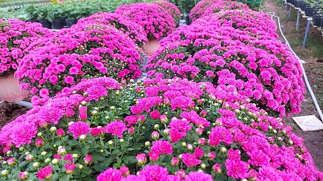 Ông Bốn cho biết, giống cúc mới này do một cơ quan nghiên cứu, ứng dụng nông nghiệp công nghệ cao cung cấp cho ông trồng thử nghiệm với khoảng 150 chậu. Gần giống như cúc mâm xôi vàng truyền thống nhưng những chậu cúc này có màu tím đậm, tươi rất bắt mắt