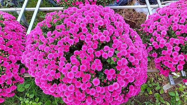 Ông Bốn chia sẻ, do lần đầu trồng, chưa nắm rõ đặc tính sinh trưởng của cây nên ông xử lý ra hoa hơi sớm so với vụ Tết. Tuy nhiên, qua lần thử nghiệm này, ông đã rút kinh nghiệm và tự tin trồng đạt ở vụ hoa Tết tiếp theo. 150 chậu hoa cúc mâm xôi tím của ông Bốn hiện đã bán hết.