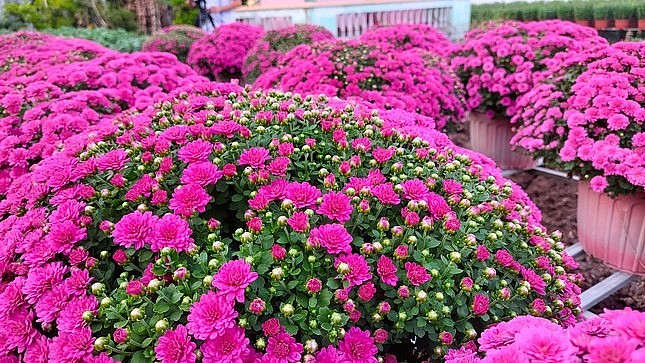 Theo ông Bốn, đây là giống cúc được ông nhập trực tiếp từ Hàn Quốc về, với giá 4.000 đồng/cây. Ông cho hay, đã nhập khoảng 8.000 cây giống và chia lại cho nhiều chủ vườn khác trồng thử, chỉ giữ lại và cho ra mắt 150 chậu bán Tết năm nay. Giá bán sỉ là 150.000 đồng/chậu