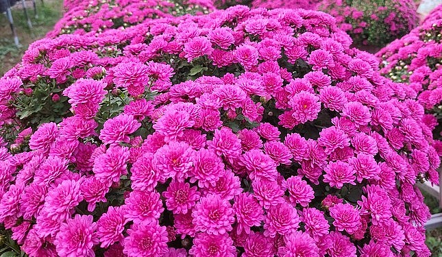 Do giống cúc mâm xôi tím mới lạ, màu sắc đẹp nên đã được một khu du lịch mua về trưng bày dịp Tết. Đồng thời đã có gần 20 nhà vườn tìm đến để đặt hàng cây giống cúc mâm xôi tím với số lượng lớn cho dịp Tết năm sau.