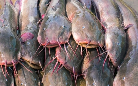 Cá ngát giống cá trê nhưng có nhiều râu hơn