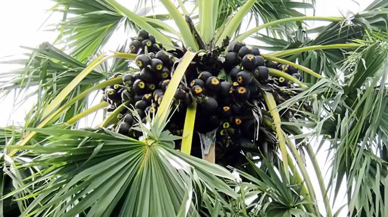 Loại cây nổi tiếng nhất miền Tây, làm ra đủ món ngon, lại cực kỳ tốt cho sức khỏe