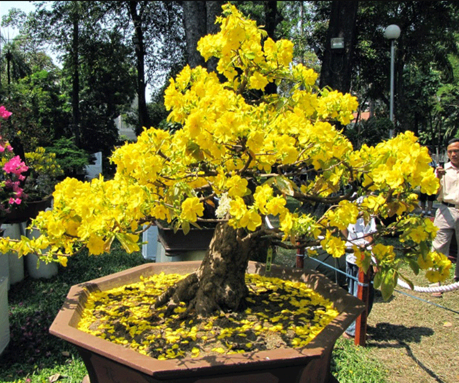 Ảnh minh họa Ảnh minh họa