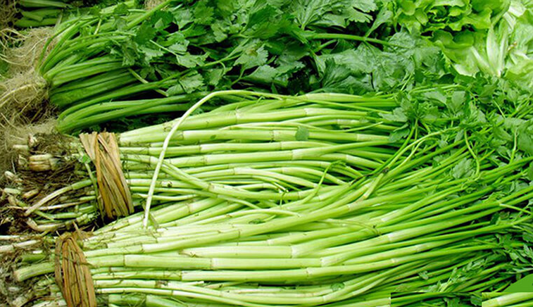 Hoa bia có chứa hợp chất có khả năng chống lại bệnh Alzheimer