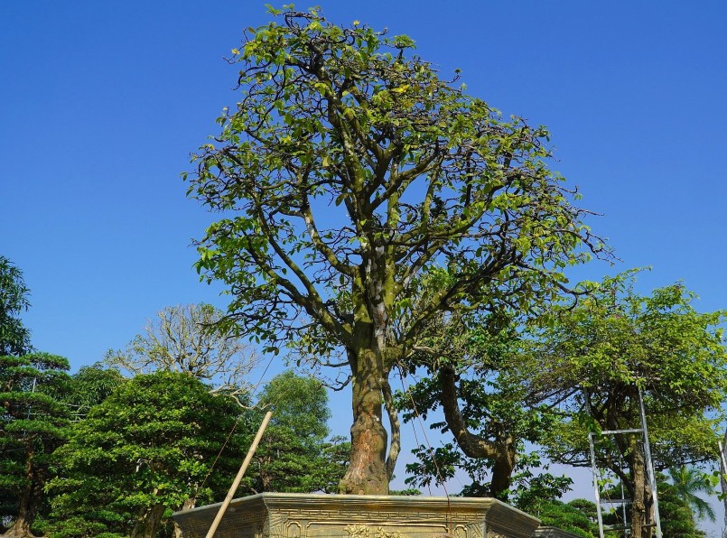 Giá gốc mai chủ vườn rao hơn 1 tỷ đồng, hiện đã có người trả 800 triệu nhưng anh Hiệu chưa bán.