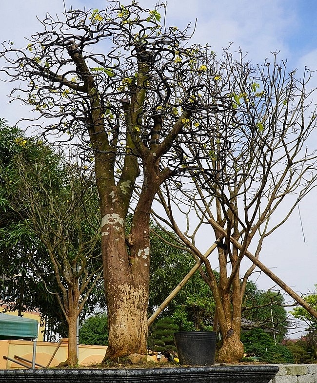 Khu vườn đang trưng bày 20 gốc mai cổ thụ, có tuổi đời từ vài chục năm đến cả trăm năm.