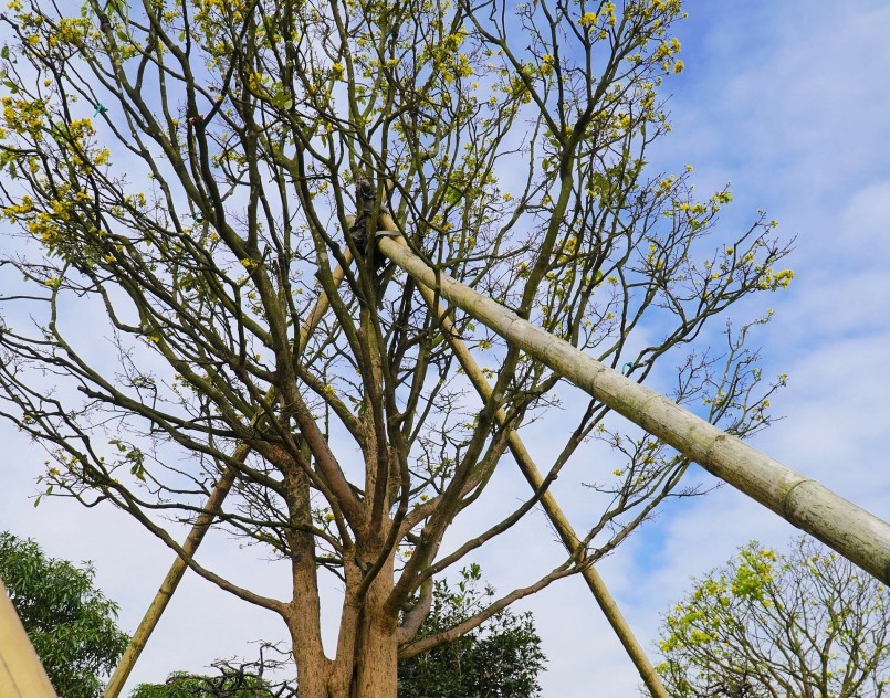 “Quá trình đưa cụ mai về Hà Tĩnh gặp không ít khó khăn. Mai gốc to nên phải dùng xe thùng, xe cẩu vận chuyển cẩn thận từng li từng tí nhằm tránh bị hư gốc”, chủ vườn mai chia sẻ.