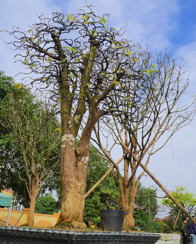 Vườn của anh Hiệu có trên 20 gốc mai, đa phần là những gốc mai cổ thụ. Giá từ vài chục triệu đến tiền tỷ.