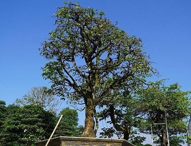 Giá của những siêu phẩm mai cổ thụ này được chủ vườn rao bán giao động từ chục triệu đến hơn 1 tỷ đồng.