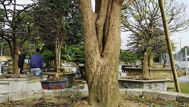 Cụ mai cổ thụ có chiều cao 6m, đường kính tán rộng 5m. Dáng mai thế tự nhiên, 1 thân phân 3 nhánh rõ ràng.