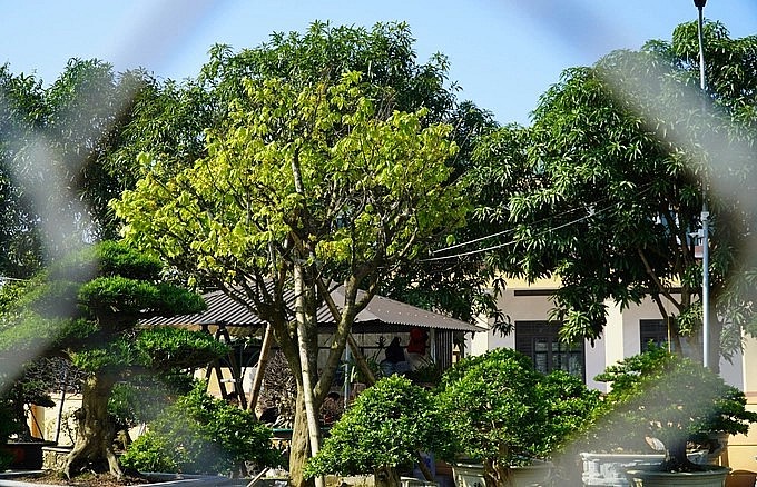 Theo anh, gốc mai này được mua tại vườn của nhà dân, chưa từng qua chỉnh sửa hay tạo thế nên vẫn giữ được nét tự nhiên.